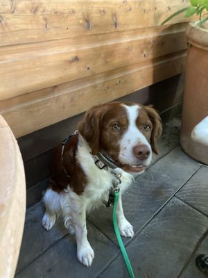 Dog friendly - they even brought him a dish of water   at Press in Dubbo