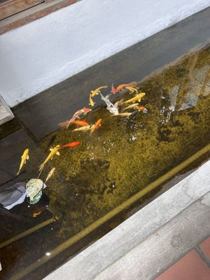 koi fishes outside the place  at Here & Now - Binh Thanh in Ho Chi Minh City