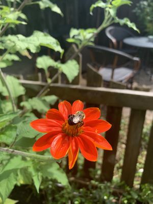 Lovely bees buzz around enjoying all the bright flowers! 💐🐝 🌺 The patio is totally perfect for a relaxing, happy meal. 🍽️   at Bird's Nest Cafe in Nashville