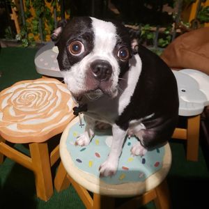 Our 👑 at Veggie Del Sol in Brownsville