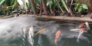  at Vi Lai - Maybe closed in Hanoi