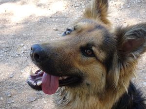 Their dog Woofer! at Casa Tarsan Vegan Eco Lodge in Villalonga