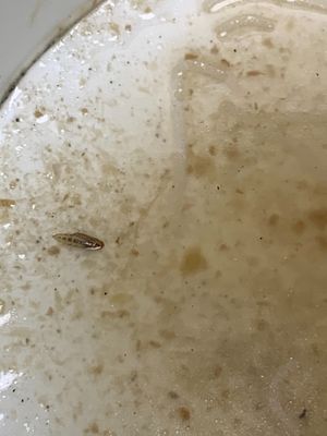 Silver fish? at D'Life Signature 蔬品軒 - Novena in Central Singapore