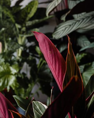 jungle at Passiflora in Seaton