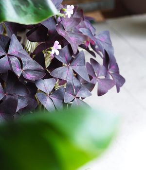 oxalis triangularius at Passiflora in Seaton