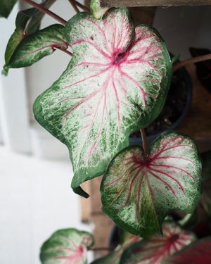 beautiful caladiums at Passiflora in Seaton