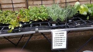 Herbs. What are in a pot. at Farmers Market - Wimbledon Park in South West London