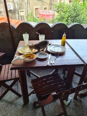 dinner for one - expect cute cats at Lukmaan in Zanzibar