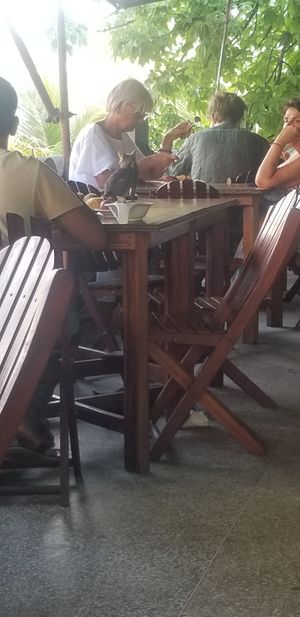 Street kitty taking over the leftovers. at Lukmaan in Zanzibar