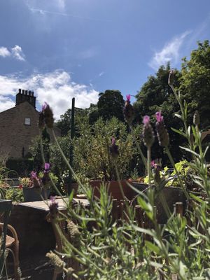 Shepleys garden at Shepley's in Glossop