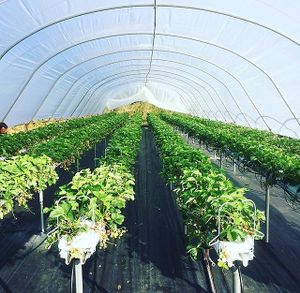 Beare’s Pantry. Vegan Deli Cafe.  at Beare's Pantry in Wadebridge