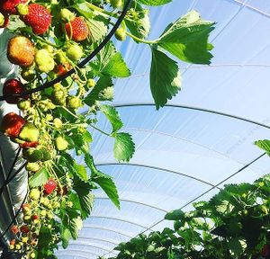 Beare’s Pantry. Vegan Deli Cafe.  at Beare's Pantry in Wadebridge