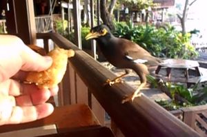 Dinner guest at Cabbages & Condoms in Pattaya