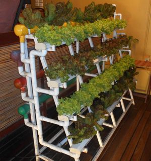 Organic lettuce grown onsite at Cabbages & Condoms in Pattaya