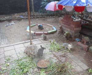 Rabbits on the path at Cabbages & Condoms in Pattaya