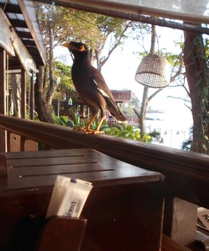 Any food for me? at Cabbages & Condoms in Pattaya