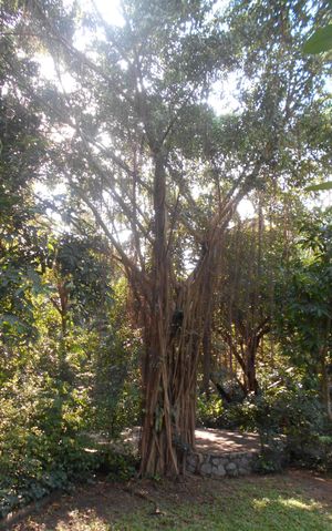 On the path at Cabbages & Condoms in Pattaya