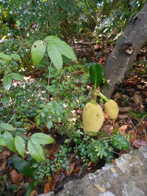 on the path at Cabbages & Condoms in Pattaya