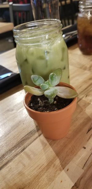 Matcha Latte at Verdura in Phoenix