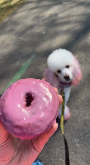   at The Vegan Doughnut Company in Lakewood