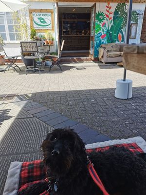 Very happy spoilt dog at Plantarium Cafe in Stratford-upon-avon