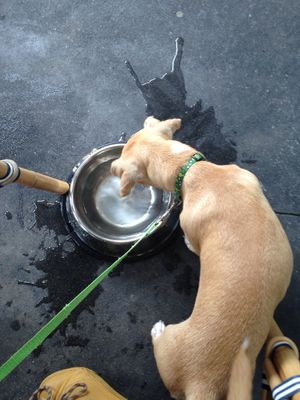 Great for bringing my puppy :) at Flower Child in The Woodlands