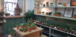 Cactus plant at Esteva in Lisbon