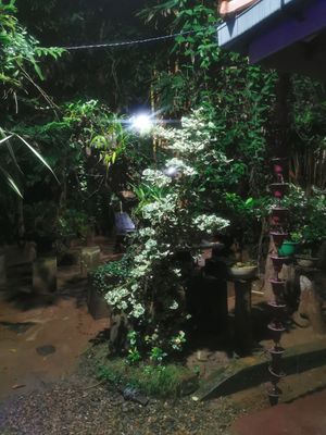 🌱 at Cosmic Power Woody Cottage in Nidangala