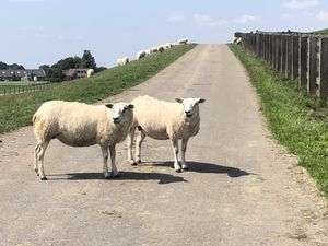 Walking around  at Vegotel in Blije