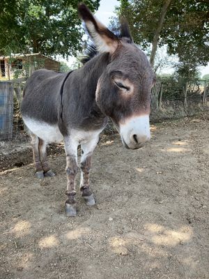  at Friend Farm Animal Sanctuary in Tonbridge