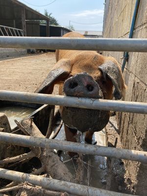  at Friend Farm Animal Sanctuary in Tonbridge