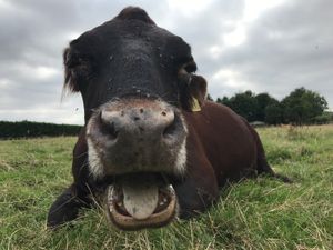 Rosie! Matriarch of the herd who is 20+ years old. at Friend Farm Animal Sanctuary in Tonbridge