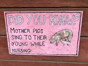 Pigs are wonderful. at Friend Farm Animal Sanctuary in Tonbridge