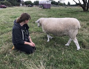 Sweet sheep! at Friend Farm Animal Sanctuary in Tonbridge
