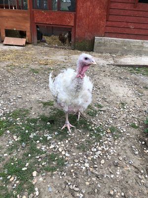 Turkey! at Friend Farm Animal Sanctuary in Tonbridge