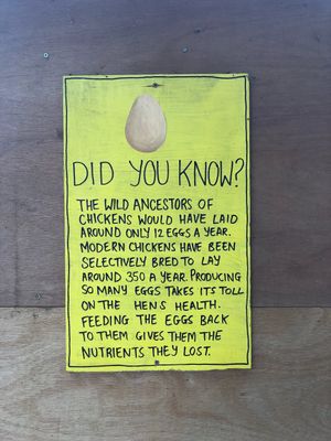The truth about eggs. at Friend Farm Animal Sanctuary in Tonbridge