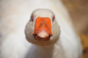 Wherever you go, Goosius the guard goose will be watching you ;O) at Friend Farm Animal Sanctuary in Tonbridge