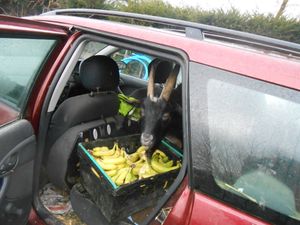 The ever-present Dave is always getting into trouble. at Friend Farm Animal Sanctuary in Tonbridge