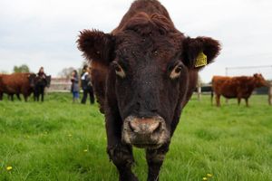 Rosie, the matriarch of the cows (And pretty much everyone) turns 21 in 2019. at Friend Farm Animal Sanctuary in Tonbridge
