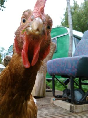 The birds will likely be some of the first residents to greet you :O) at Friend Farm Animal Sanctuary in Tonbridge