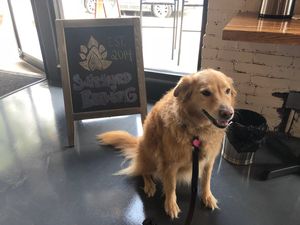 Dogs are welcome! Luna loves Switchyard. at Switchyard Brewing Company in Bloomington