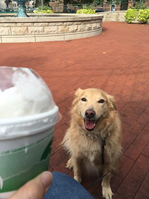 Canines love The Moose! Luna w/ vegan vanilla milkshake. at The Chocolate Moose in Bloomington