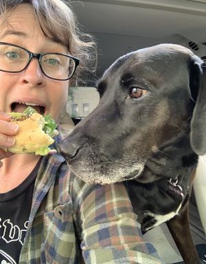 Roscoe would like to share my BBC bagel sandwich… 🐶🥯😹  at Bloomington Bagel Company in Bloomington
