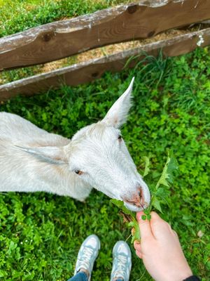   at Horska Chata Antarik in Francova Lhota