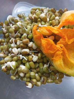 Mongo soja beans Sprouted

(For the Raw Salad) at Ecoconscient in Vilanova I La Geltru