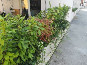 Terrace had lots of nice plants at Kat's Kitchen Brunch Club in Split