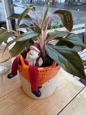 Aye   at The Sly Fox in Edinburgh