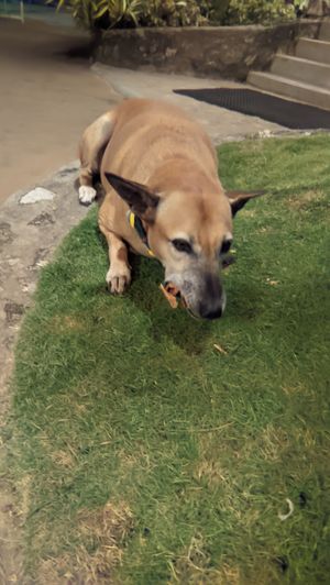 Cone dog🍦 at The Doctor's House in Matara