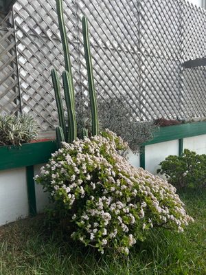 Planta Baja´s garden at Planta Baja Restaurant in Ensenada