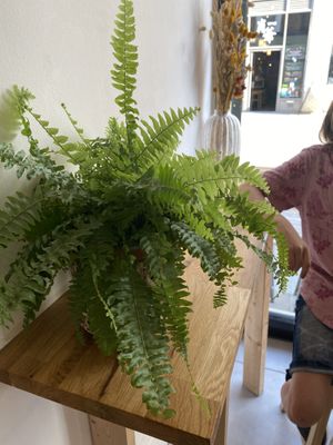 Ambiance   at Dauns in East London